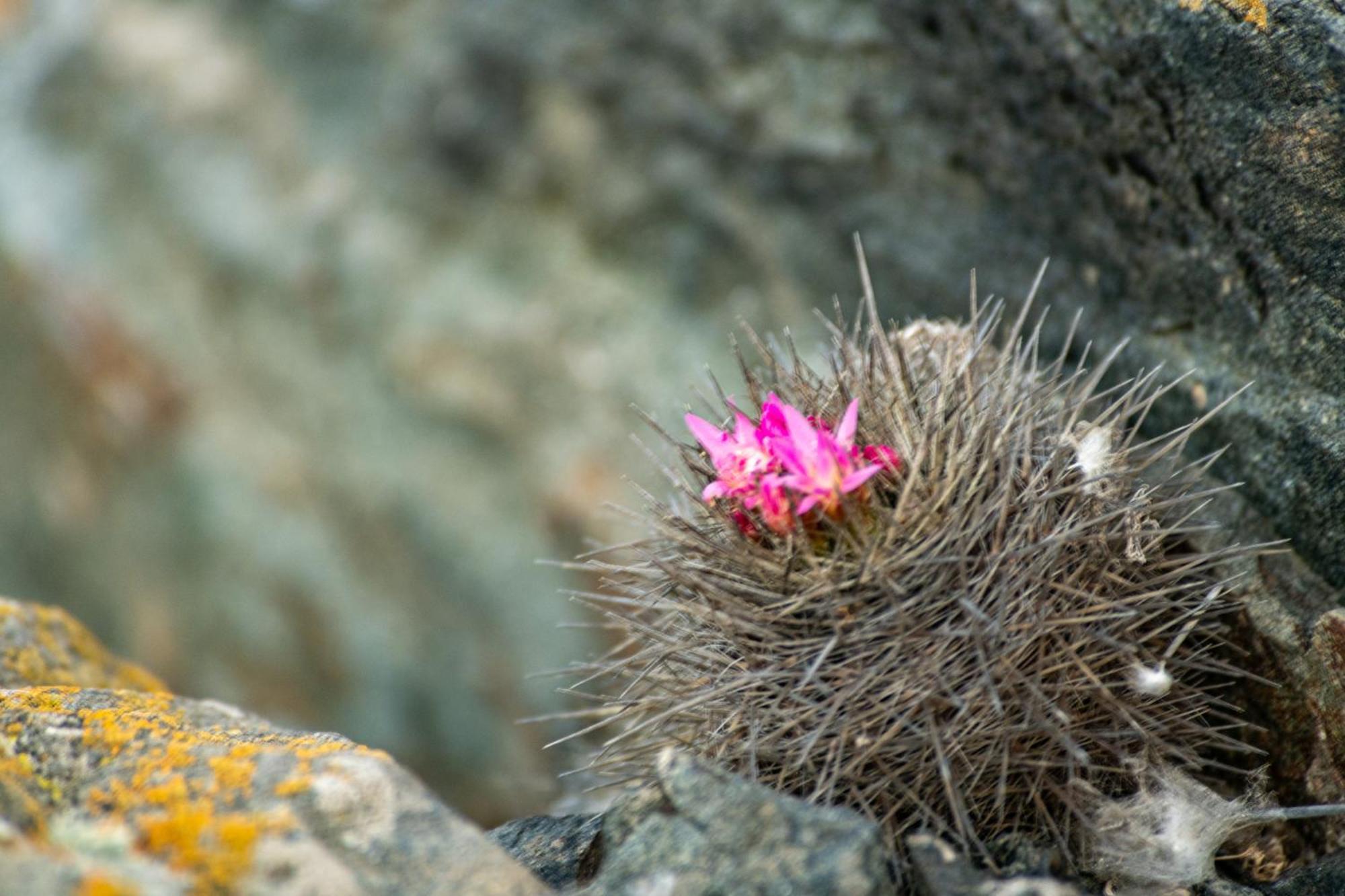 Entre Dunas Y Caracolas Punta de Choros Eksteriør bilde