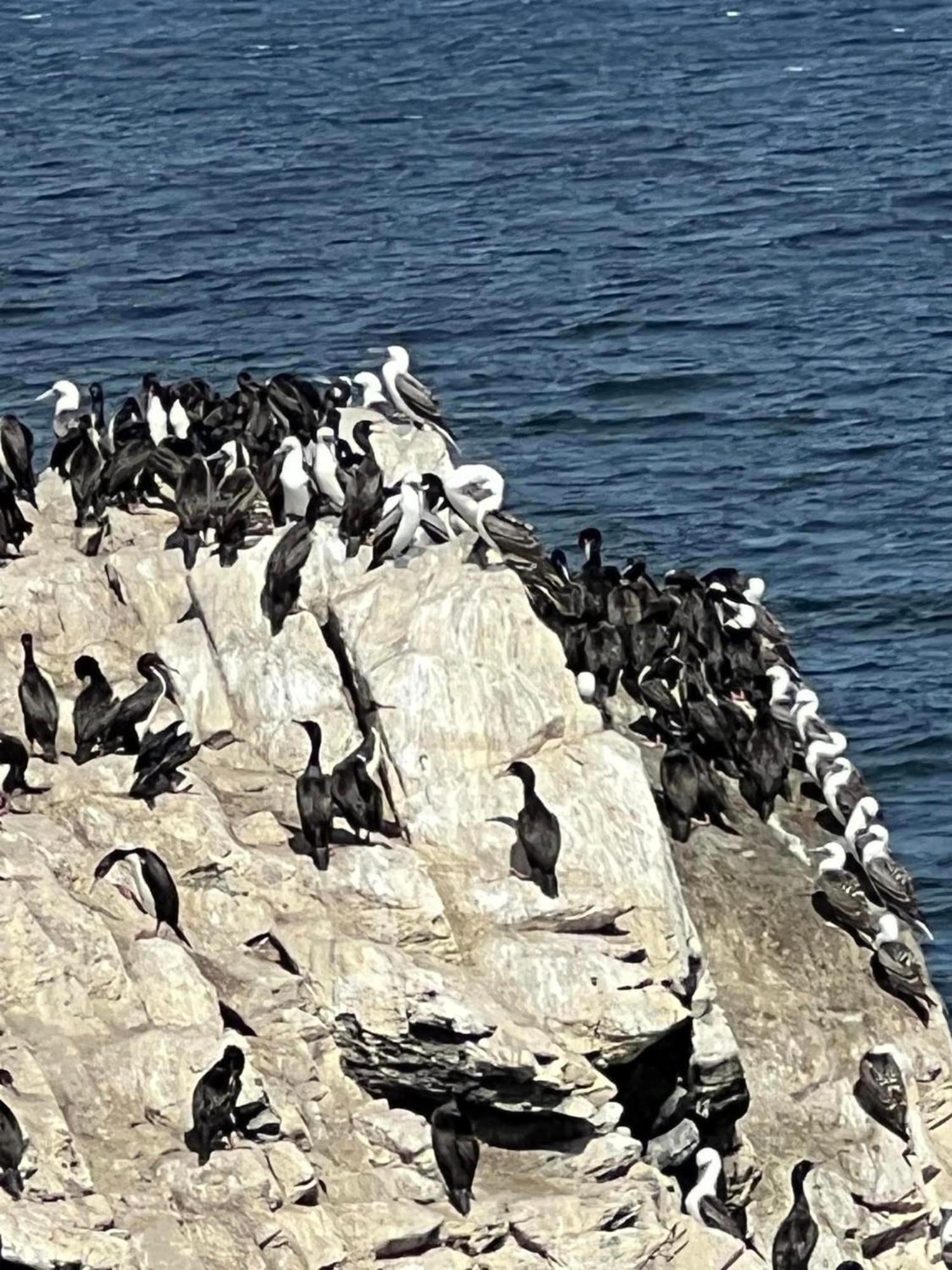 Entre Dunas Y Caracolas Punta de Choros Eksteriør bilde